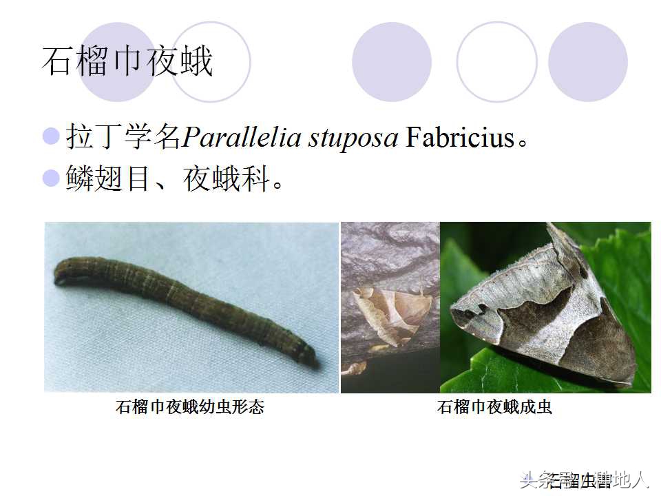 石榴虫害,石榴虫害图解大全