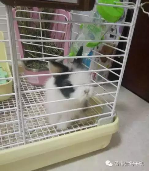 怎样才能让兔兔喜欢你,怎么让兔兔爱上你