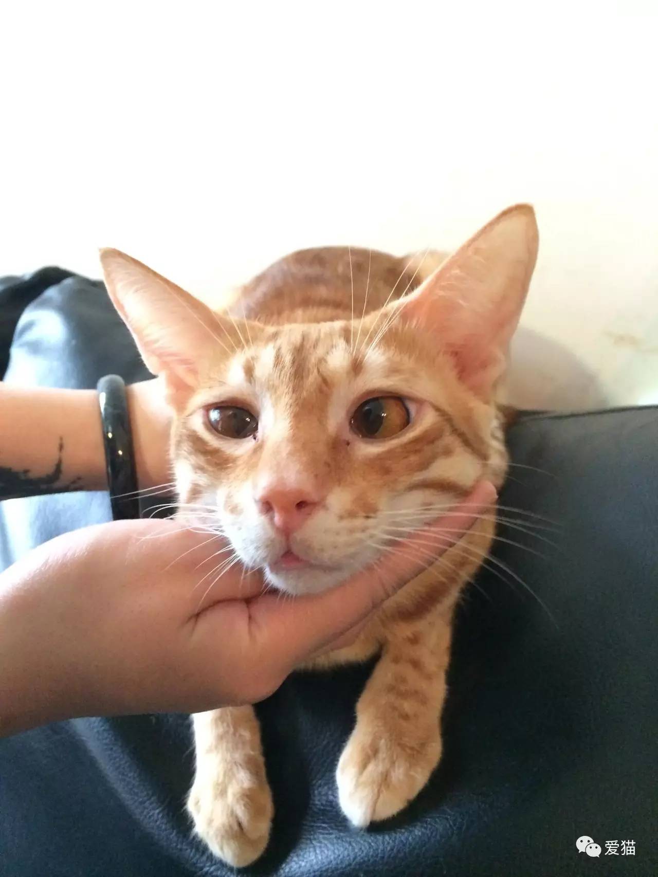 她纹身但她是个好女孩，照顾了20只没人愿意领养的残疾猫咪！