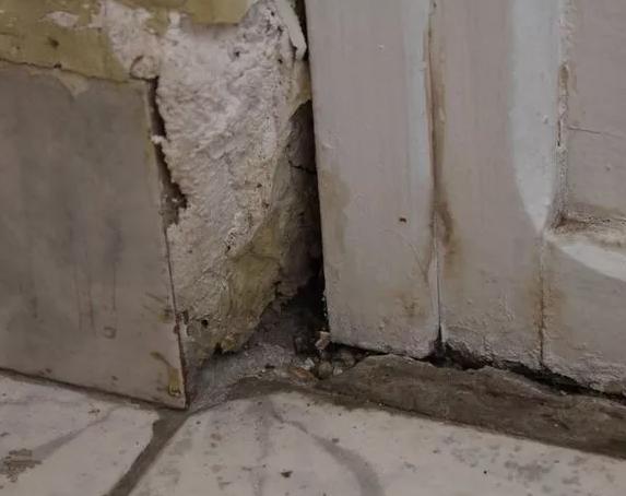 家里老鼠多灭老鼠最好的方法,老鼠怎样消灭