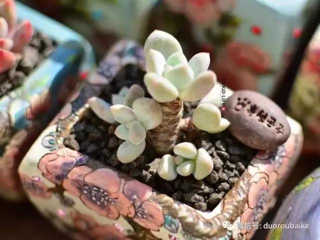 养肉路上不孤独，这些多肉趣事，你遇到过吗？