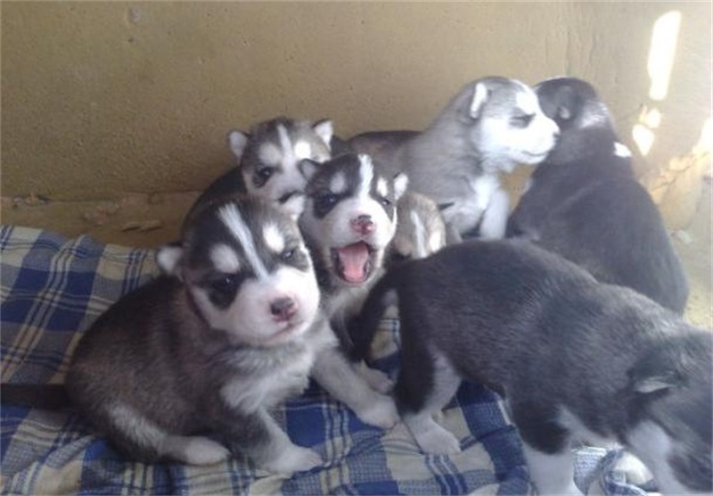 终于相信几十块买到哈士奇了,家中一窝狗崽被奶奶50一只贱卖了