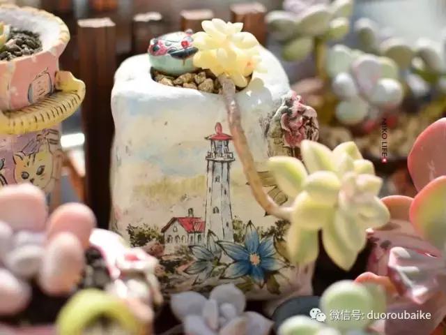 养肉路上不孤独，这些多肉趣事，你遇到过吗？