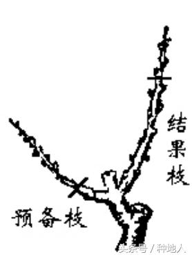 一年生小桃树修剪,桃树怎么修剪树枝