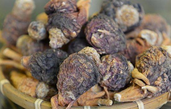 石爬子鱼有多少个品种,石爬子鱼的危害有多大