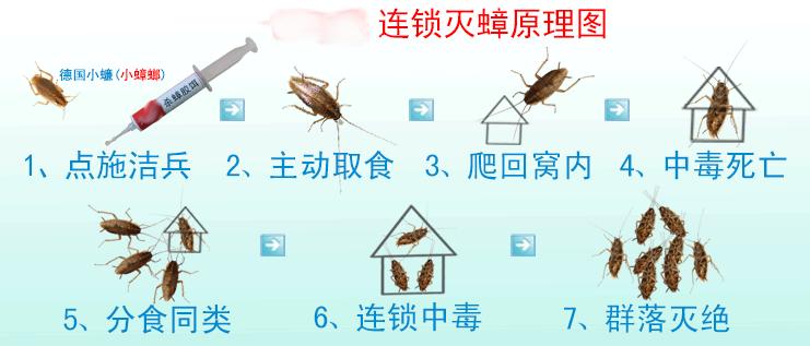 怎样杀死车上的蟑螂,怎么灭车里的蟑螂