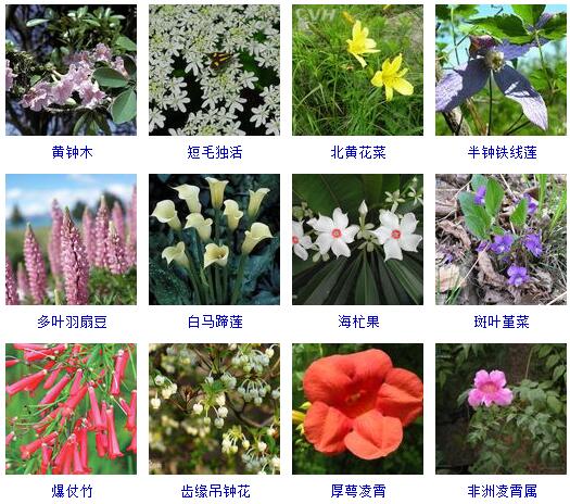 150种花卉大全,108种花卉大全