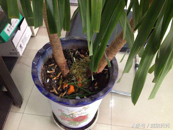 烟灰弹到花盆里好不好,烟灰放花盆里养花行吗