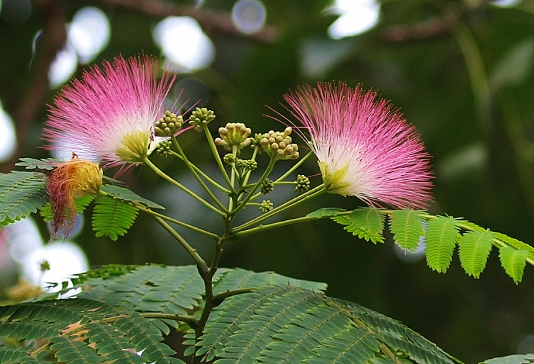 30种小植物,有大作用却很少有人知道的植物