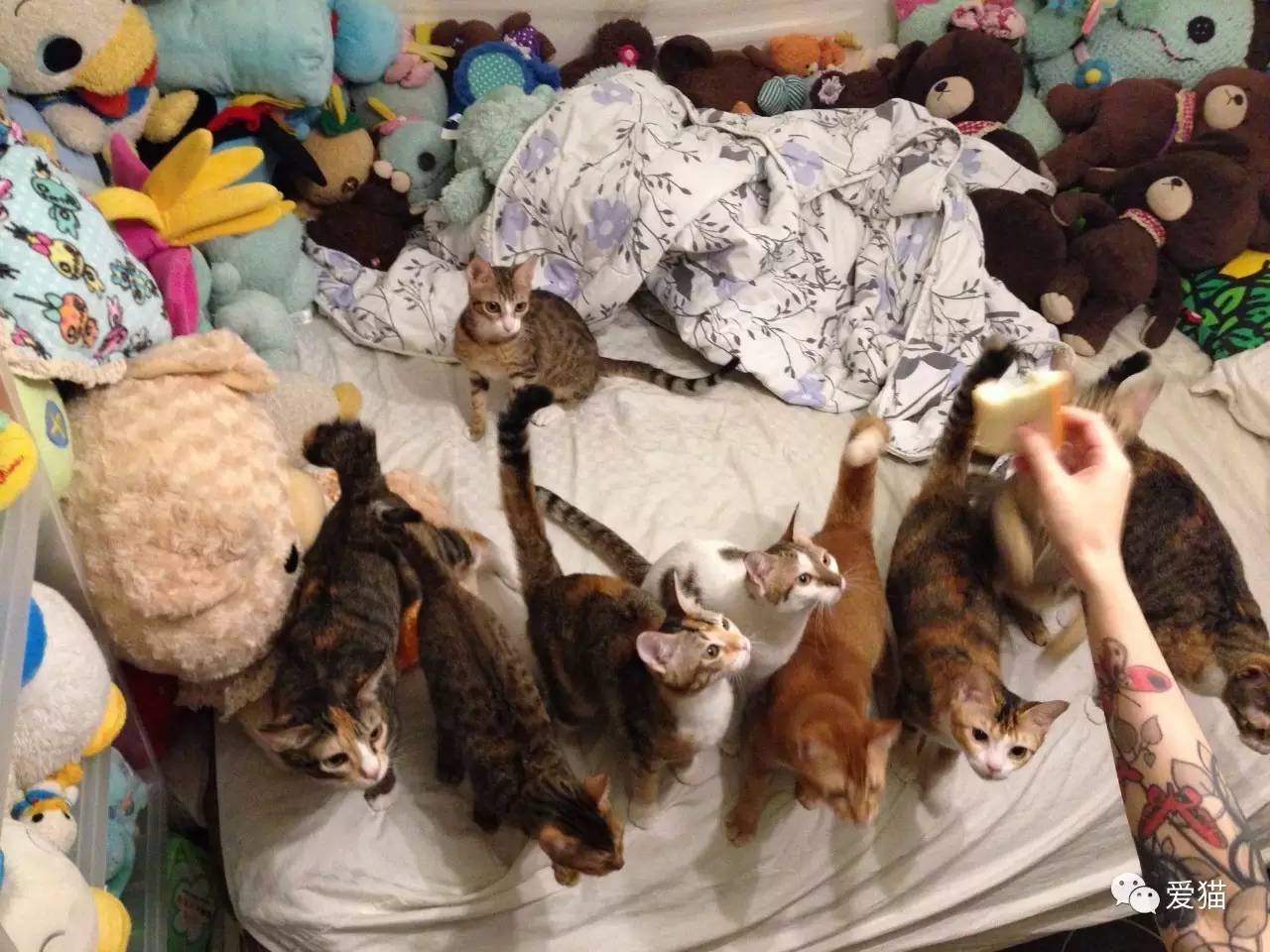 她纹身但她是个好女孩，照顾了20只没人愿意领养的残疾猫咪！