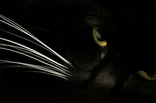 动物命真的不如人命吗,动物为什么都长得差不多