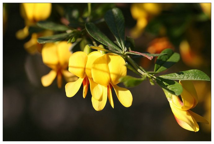 30种小植物,有大作用却很少有人知道的植物