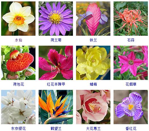 150种花卉大全,108种花卉大全