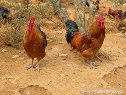 肉鸡中鸡粪便稀什么原因,肉鸡粪便稀原因