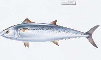 吃鱼讲究鲜,吃鱼有什么讲究的话语