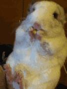 龙猫为什么那么贵呢?