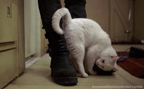 狗发情流血可怕？了解春季狗狗的发情期，不让你尴尬不让狗生病