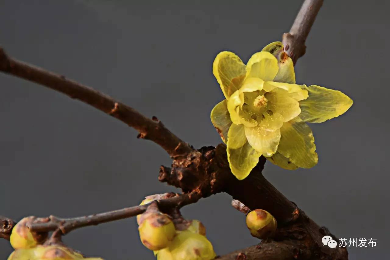 网师园里访腊梅:香密染成宫样黄……