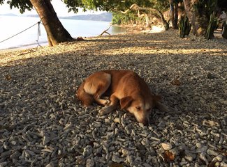 150831粉色沙滩黎牙实比马荣火山ATV香港