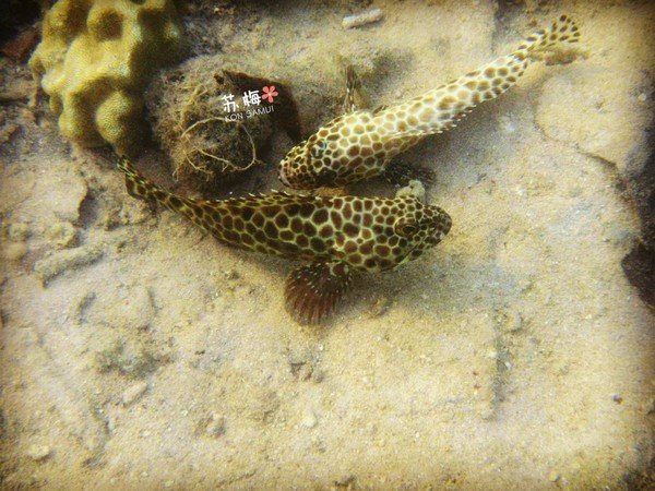 难忘蜜月结局,苏梅岛蜜月旅行