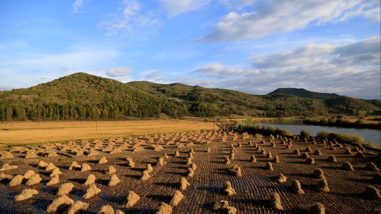 老百姓说五常大米,五常大米科普视频