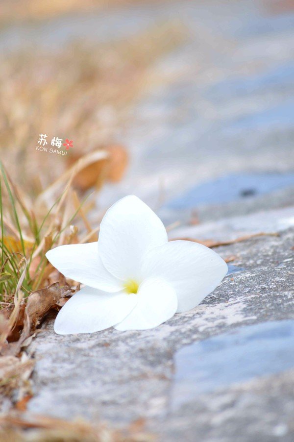 难忘蜜月结局,苏梅岛蜜月旅行