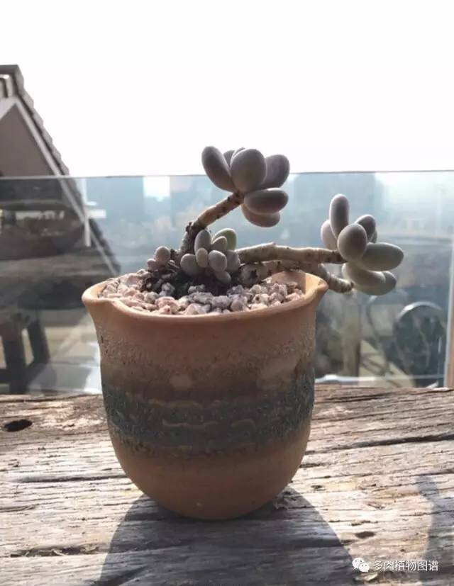 桃美人奶酪老桩多肉,桃美人可以养成绿色的吗