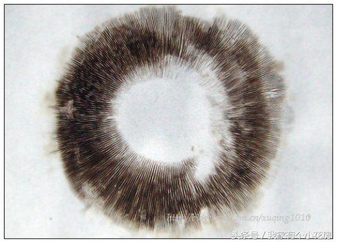 食用菌蘑菇种植技术发展史,食用菌蘑菇叫什么