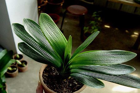 君子兰根烂了新换的土怎样浇水,君子兰烂心处理完可以浇水吗