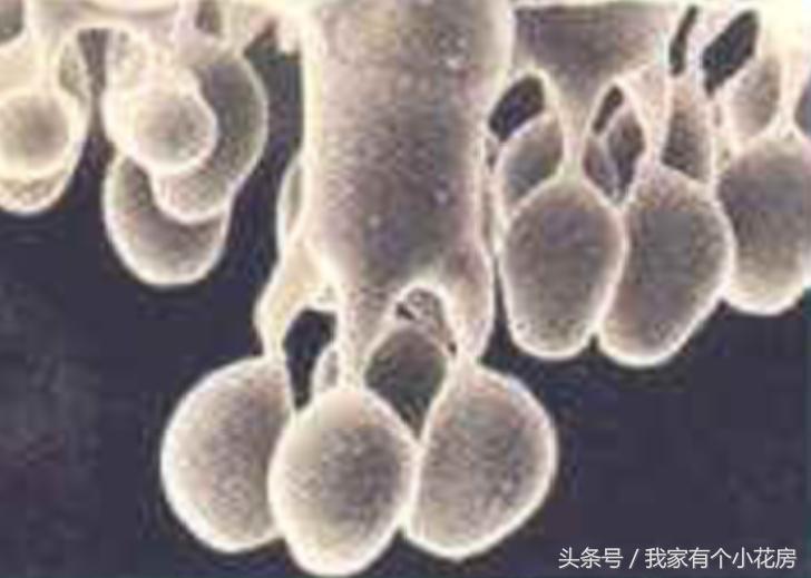 食用菌蘑菇种植技术发展史,食用菌蘑菇叫什么