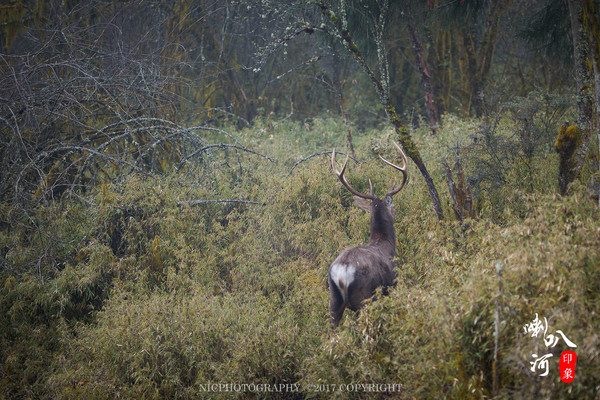 「成都躲霾攻略」喇叭河的圣诞奇缘