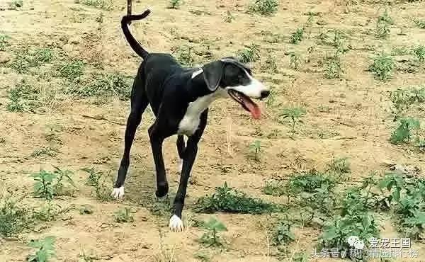 古老的狩猎犬中国细犬的落寞,中国古代细犬狩猎兔子