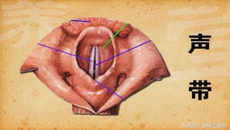 孩子嗓子哑吃什么美食,孩子声音沙哑吃什么菜合适