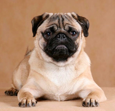 一个月的小巴哥犬,巴哥犬训练教程