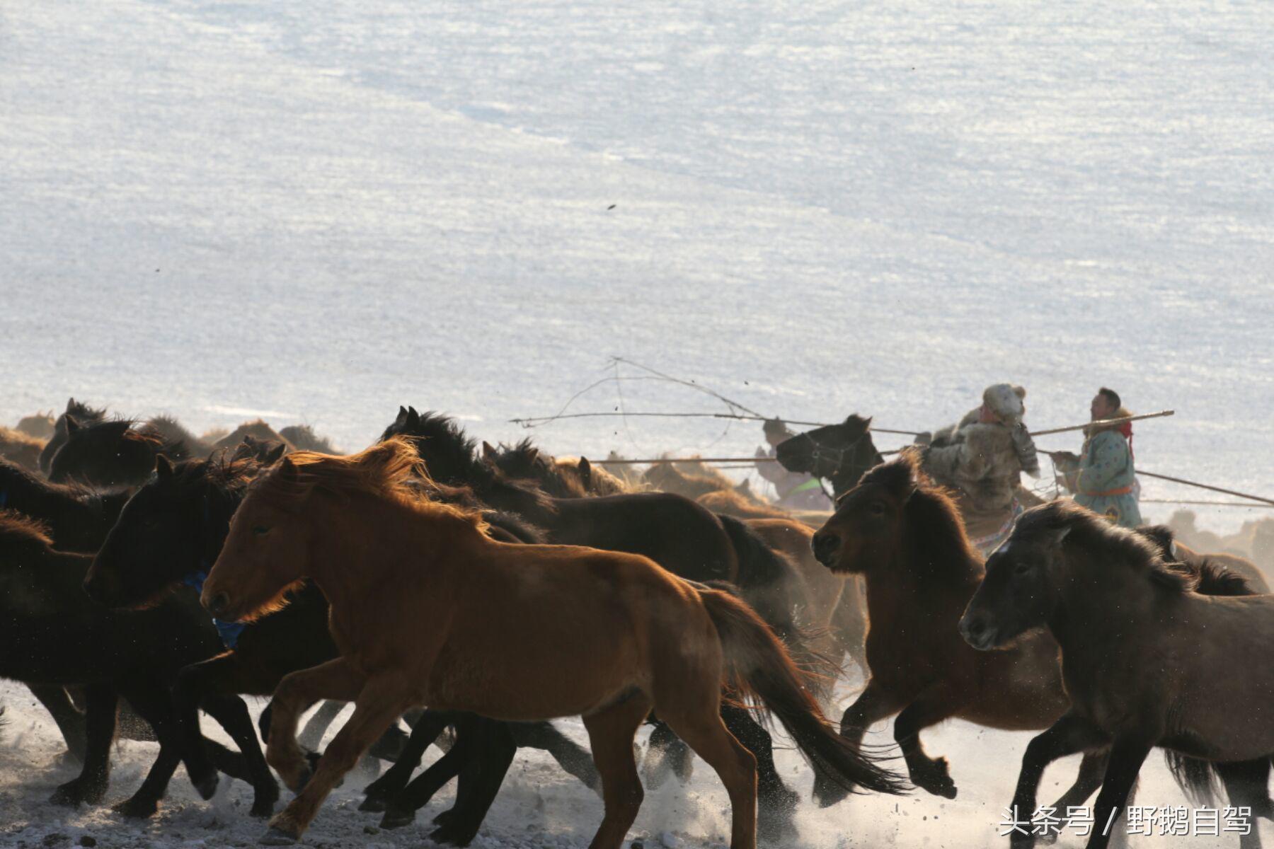 锡林郭勒盟那达慕自驾攻略,锡林郭勒冰雪那达慕完整版