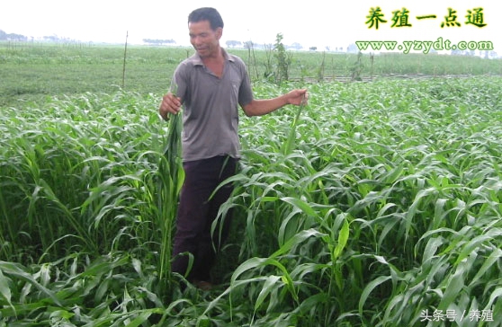 十种树叶养兔可部分替代饲料,哪种牧草养兔长得快最有效