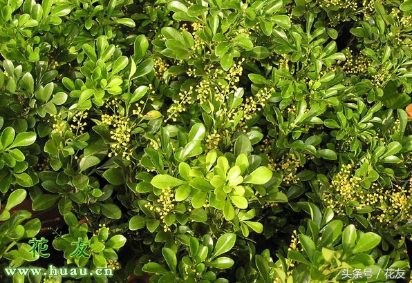 米兰怎么养开花爆盆,香水米兰开花好闻而且好养