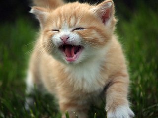 兰州亲们！红提摘完了我们相约去摘果桑可好？据说这里的果桑熟了