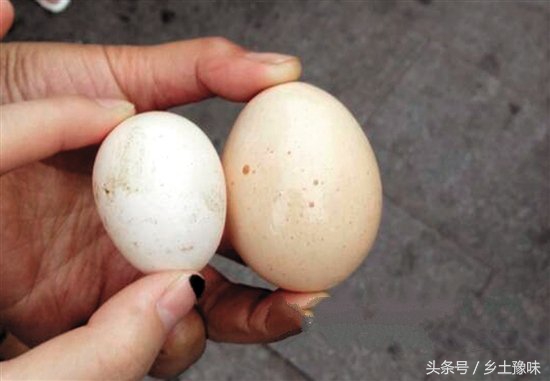 老母鸡下了一个特别小的蛋,老母鸡下了个破蛋