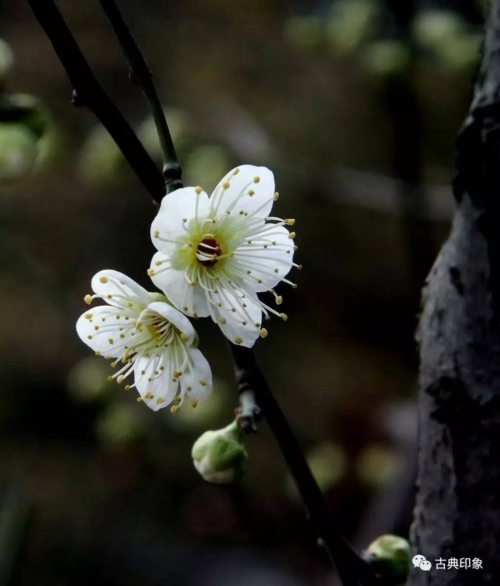 青江梅花香雪海,香雪海梅花国画