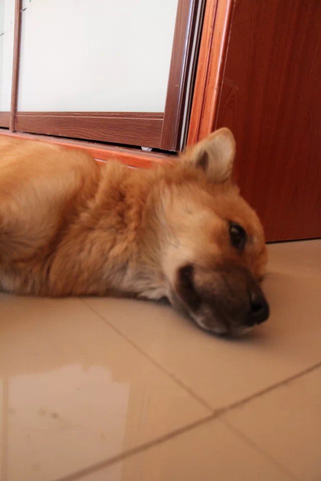 她叫肉肉(土话;扭扭)