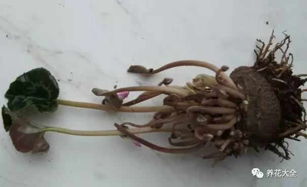 花死了花盆要不要扔,花死了要不要扔