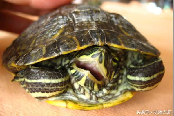 巴西龟为什么老是张开嘴巴,巴西龟老是张开嘴巴是怎么回事