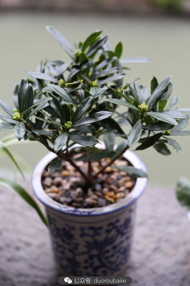 古镇寻肉记:那些旅行中遇见的植物!