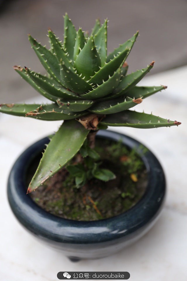 回忆之旅最适合带的植物,野外旅游必须记住的植物