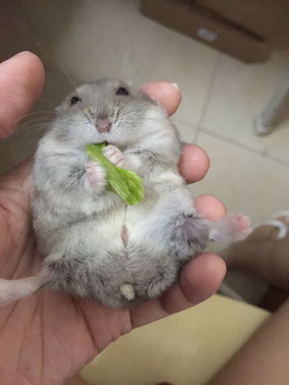 必须买的仓鼠零食,小仓鼠买东西推荐吃的主食小零食