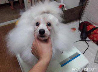 狗狗泪痕的有效消除方法,狗狗泪痕怎么去除方法简单有效