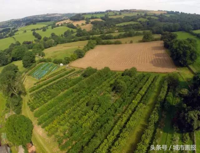 这个英国大叔从地里“种”出了一把椅子，价值2万多！