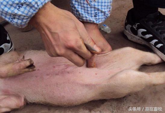 小猪阉割实拍,阉割后一定要严防这些情况发生