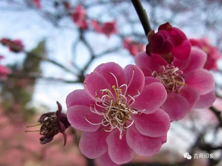 青江梅花香雪海,香雪海梅花国画